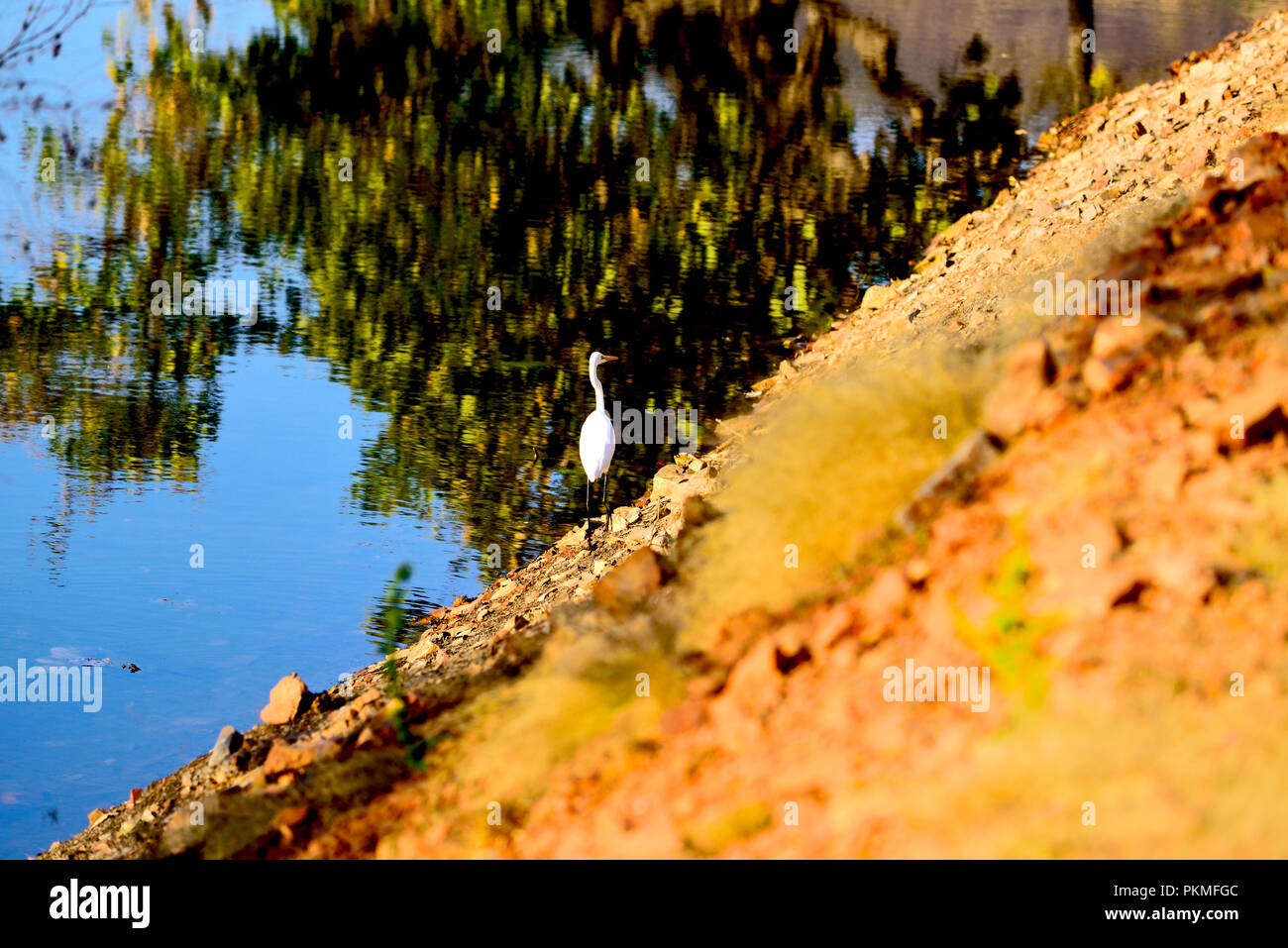 Bel oiseau blanc à la recherche de nourriture dans le lac Banque D'Images