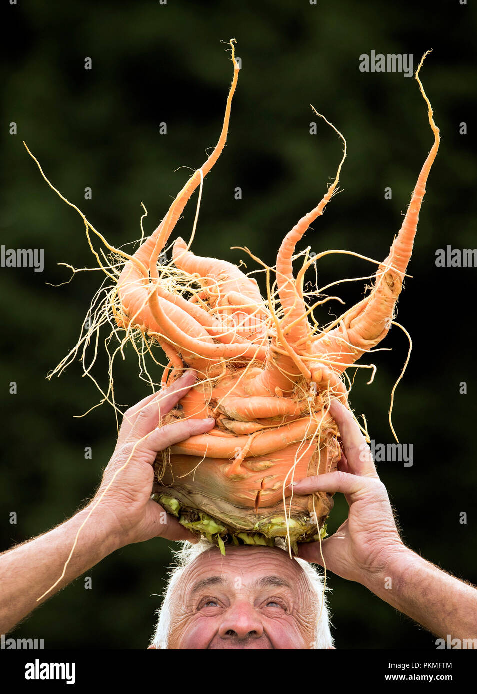 Ian Neale avec sa victoire dans la catégorie la plus lourde de la carotte géante pesant 4.29kg au cours de la compétition de légumes géants à la Harrogate Automne Flower Show au Yorkshire. Banque D'Images
