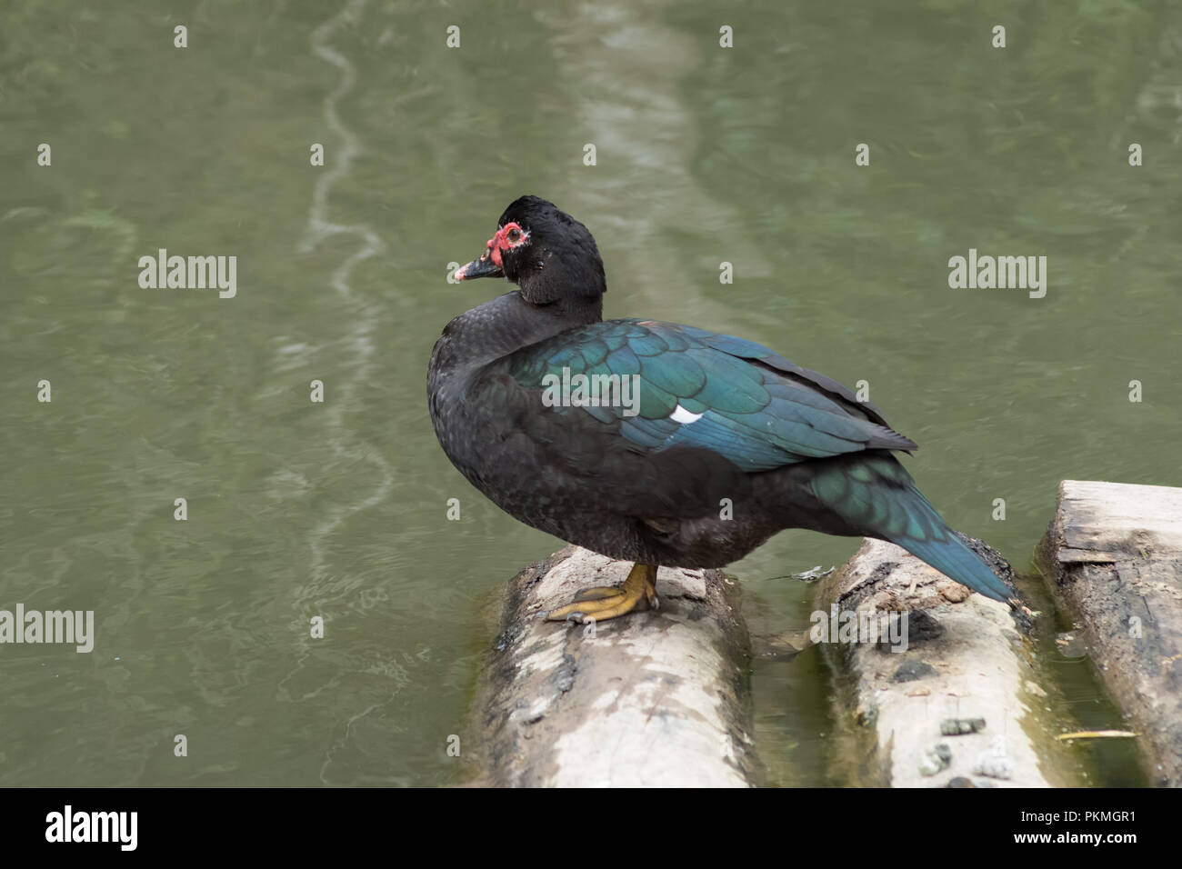 Le canard siam nager dans le lac, l'état sauvage et très sympathique Banque D'Images