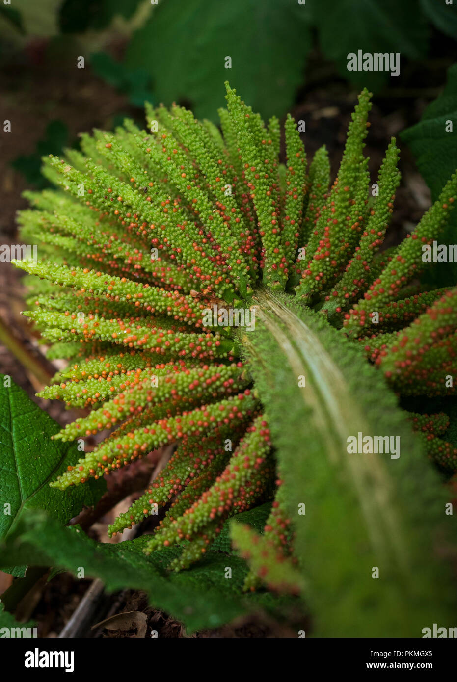 Les graines de fleurs et de Gunnera manicata, Conservatoire Botanique National de Brest, Stang-Alar vallée, agglomération de Brest. Banque D'Images