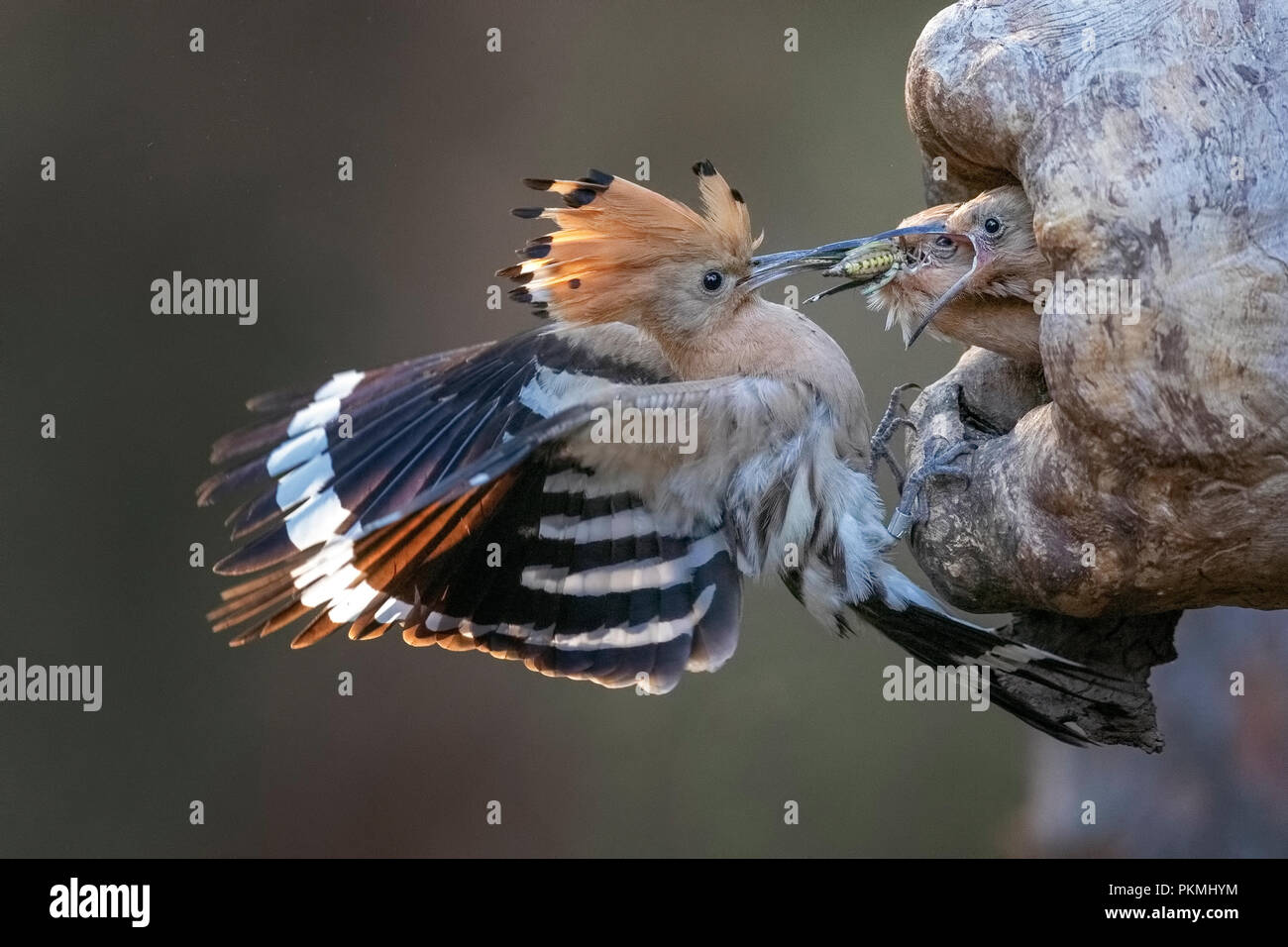 Huppe fasciée (Upupa epops), nourrir les oiseaux adultes jeune oiseau, la Biosphère Mittelelbe, Saxe-Anhalt, Allemagne Banque D'Images
