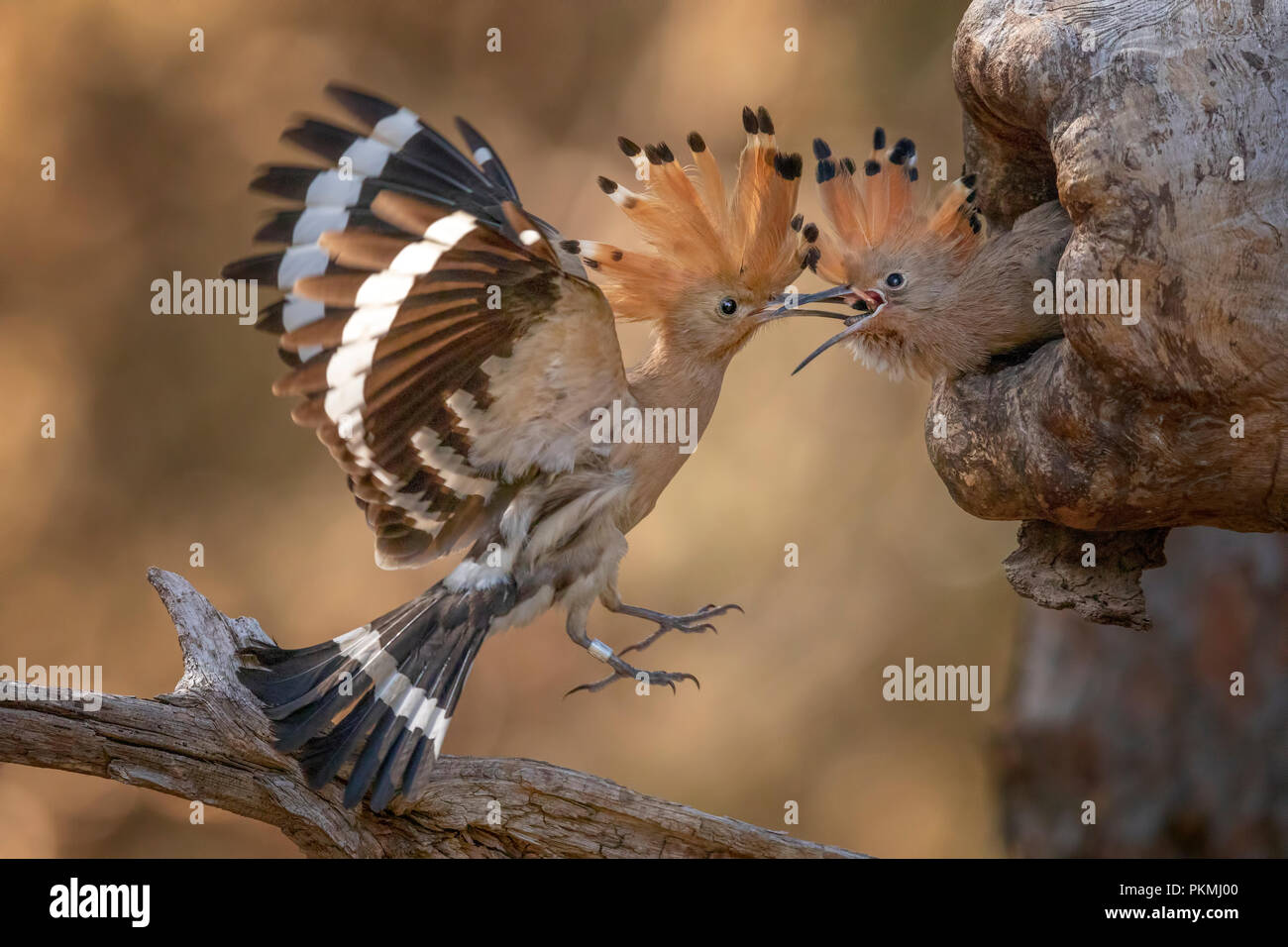 Huppe fasciée (Upupa epops), nourrir les oiseaux adultes jeune oiseau, la Biosphère Mittelelbe, Saxe-Anhalt, Allemagne Banque D'Images