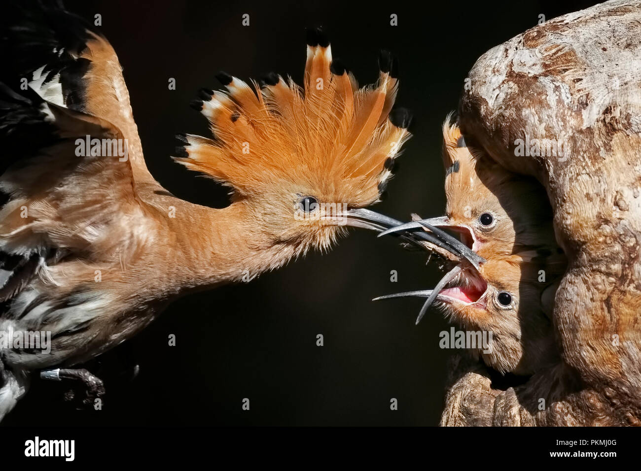 Huppe fasciée (Upupa epops), nourrir les oiseaux adultes jeune oiseau, la Biosphère Mittelelbe, Saxe-Anhalt, Allemagne Banque D'Images