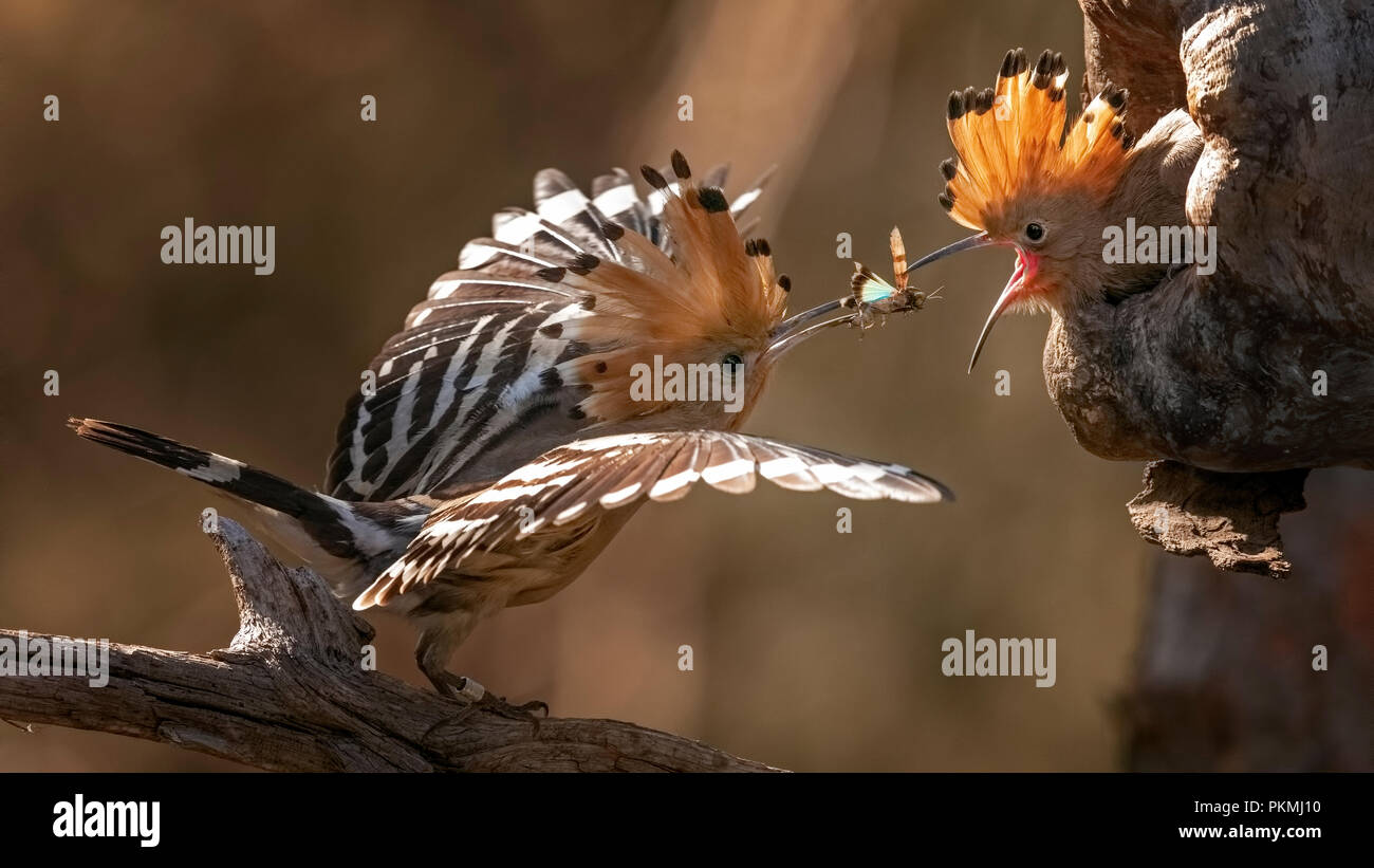 Huppe fasciée (Upupa epops), nourrir les oiseaux adultes jeune oiseau, la Biosphère Mittelelbe, Saxe-Anhalt, Allemagne Banque D'Images