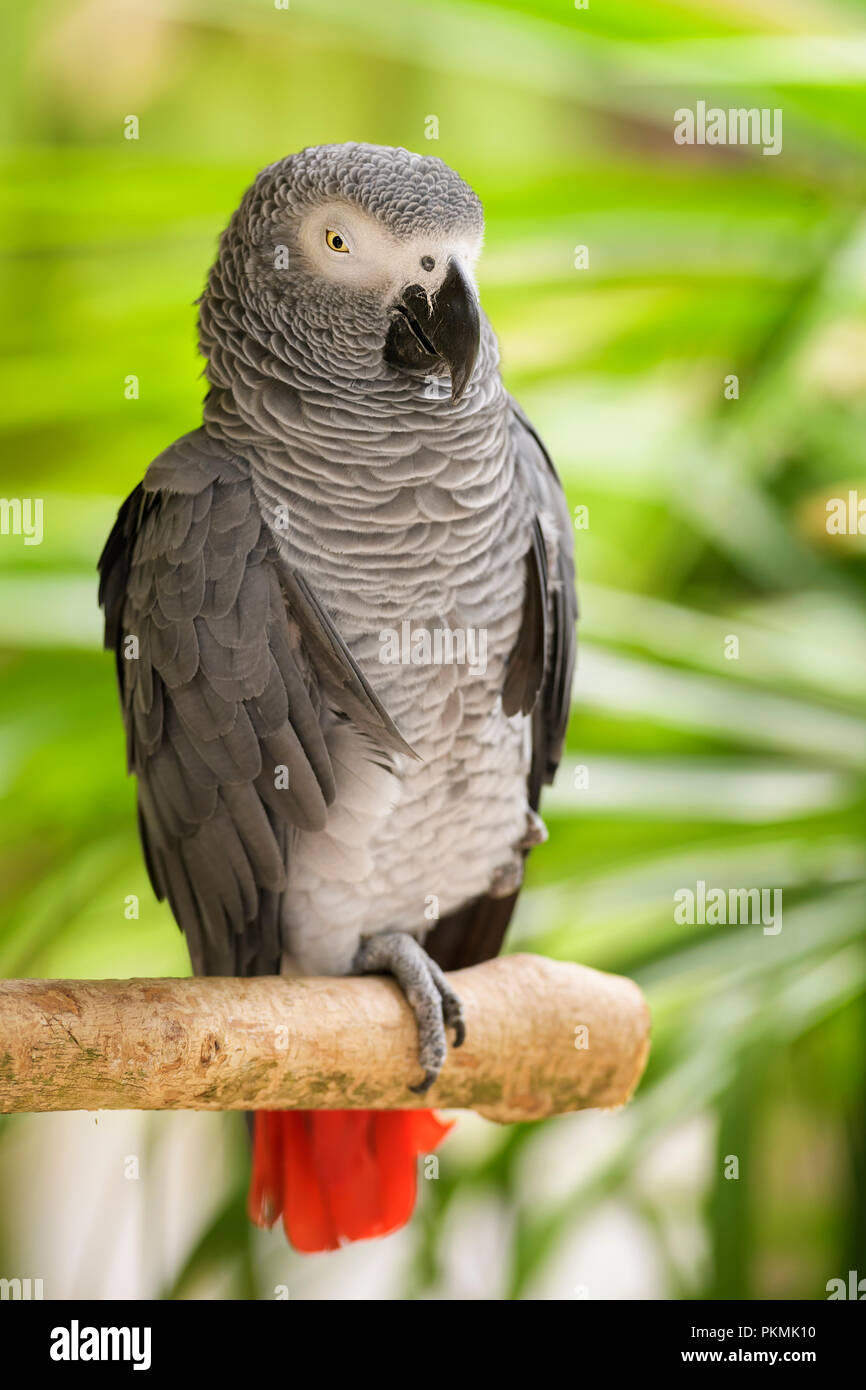 Perroquet gris d'Afrique - Psittacus erithacus, beau grand perroquet d'Afrique centrale, les forêts et les terres boisées, populaires animal. Banque D'Images
