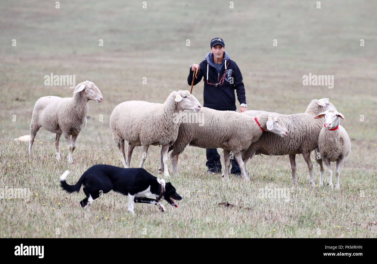 Crawinkel, Thuringe. 14Th Sep 2018. Hendrik Kienker participants avec son chien à l'étoile de berger allemand Border Collie championnats. Les meilleurs chiens de troupeaux et de bergers hobby Allemagne sont déterminés dans le cadre d'un concours sur plusieurs cycles. Credit : Bodo Schackow Zentralbild-/dpa/ZB/dpa/Alamy Live News Banque D'Images