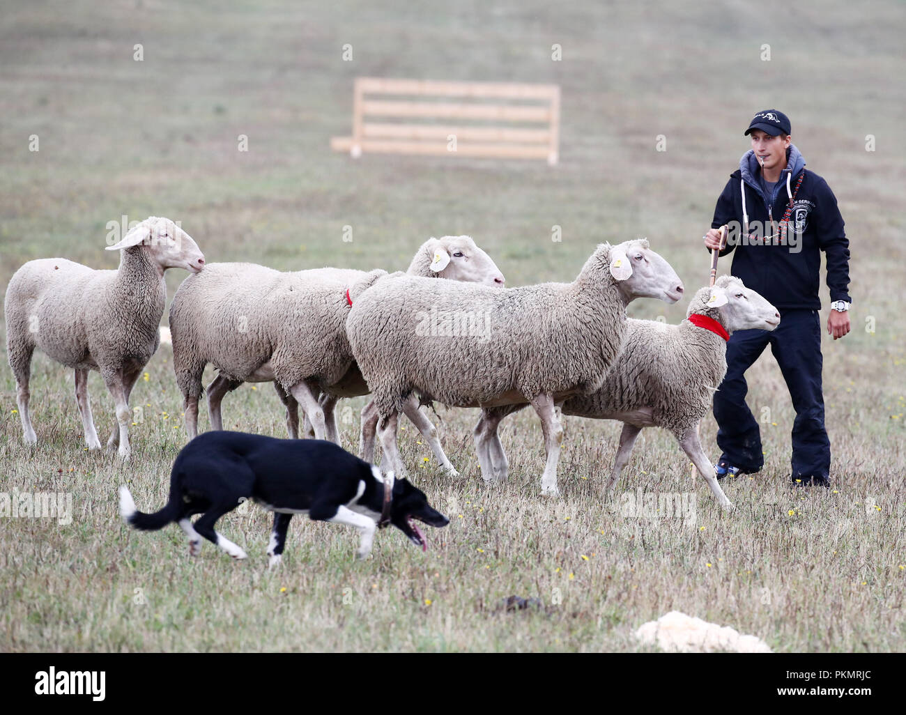 Crawinkel, Thuringe. 14Th Sep 2018. Hendrik Kienker participants avec son chien à l'étoile de berger allemand Border Collie championnats. Les meilleurs chiens de troupeaux et de bergers hobby Allemagne sont déterminés dans le cadre d'un concours sur plusieurs cycles. Credit : Bodo Schackow Zentralbild-/dpa/ZB/dpa/Alamy Live News Banque D'Images