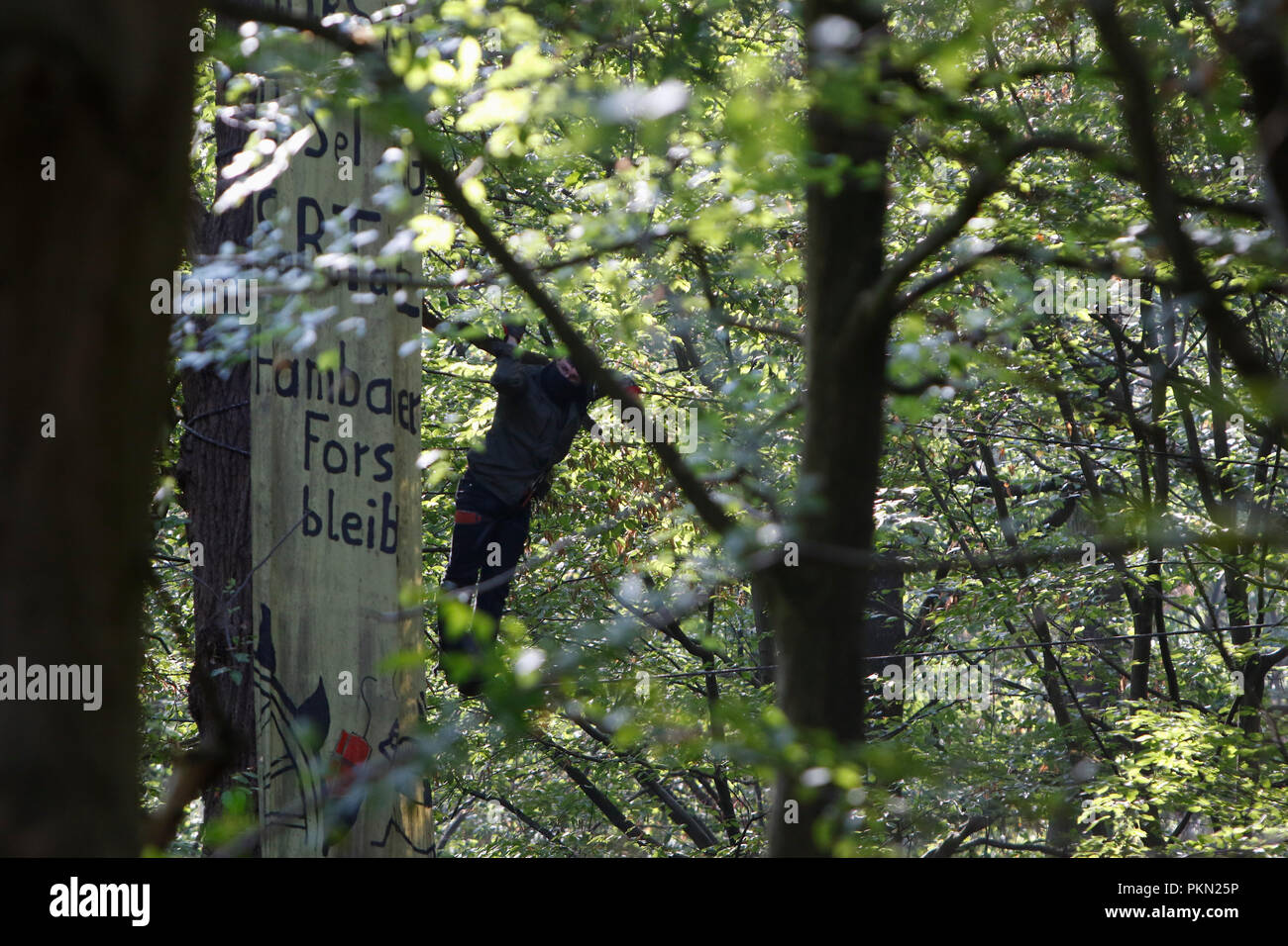 Kerpen, Allemagne. 14 septembre 2018. Une activiste grimpe dans l'tres. Jour 2 de l'expulsion de militants des territoires forestiers Hambach par la police anti-émeute a vu d'autres maisons dans les arbres détruits et les militants détenus ainsi qu'une deuxième manifestation de partisans. La forêt de Hambach est censée être effacée, pour faire place à l'extension de la mine de lignite par par la compagnie d'électricité allemande RWE et a été occupé par les écologistes depuis plusieurs années, vivant dans des maisons dans les arbres. Banque D'Images