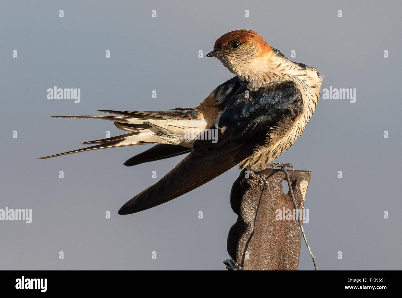 Un Quioula photographié à Nigel, Afrique du Sud Banque D'Images