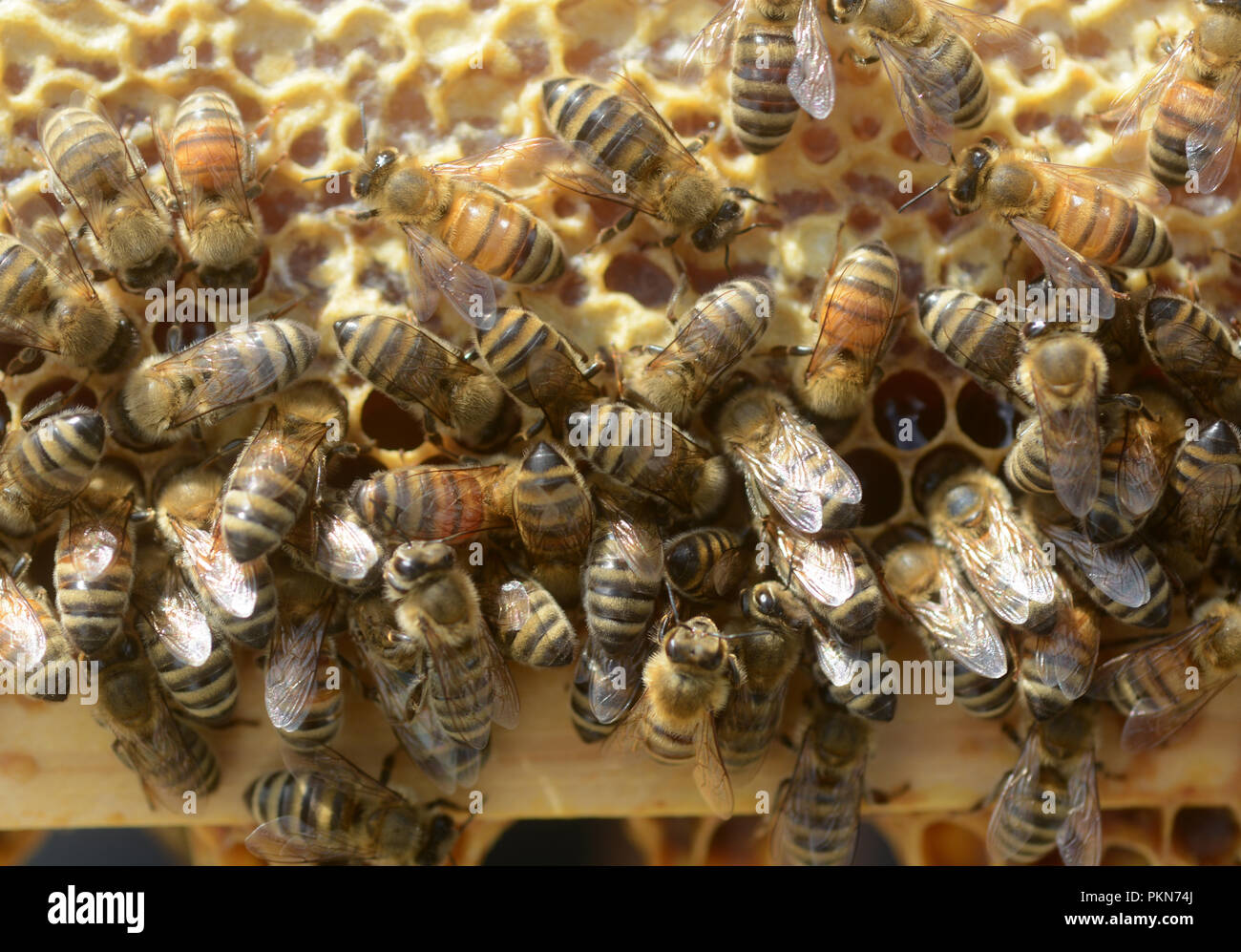 Les abeilles travaillent ensemble dans leur ruche. Banque D'Images
