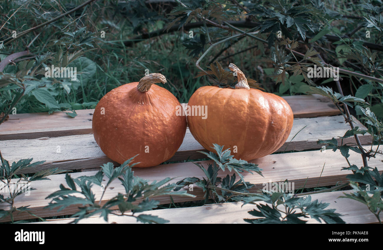 Les gourdes (Hokkaido Gourd) sur du bois dans un buisson dans des couleurs fraîches. Lieu : Allemagne Banque D'Images Les gourdes (Hokkaido Gourd) sur du bois dans un buisson dans des couleurs fraîches. Lieu : Allemagne Banque D'Images