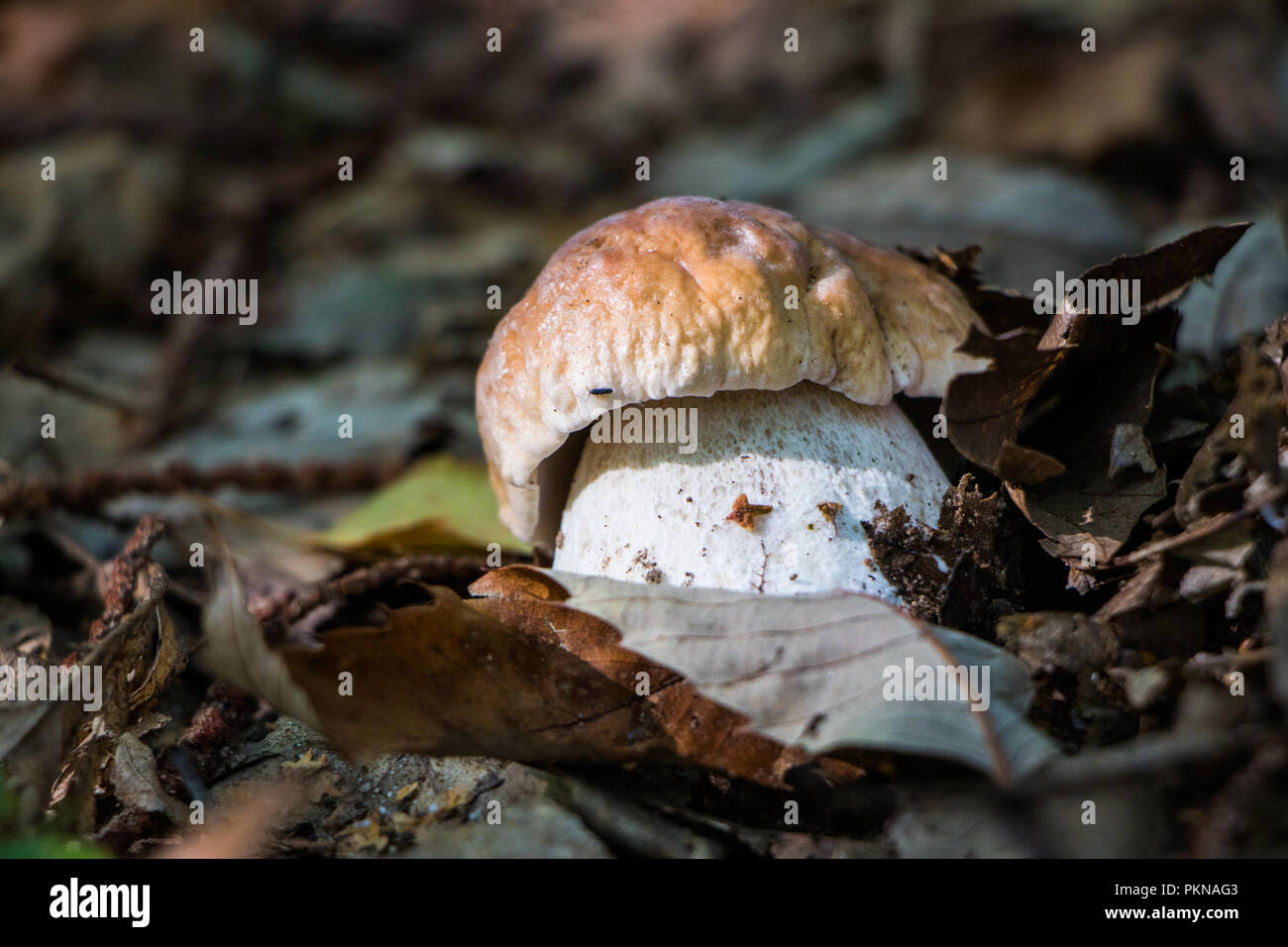 Funghi Porcini champignons dans les bois les champignons Mycologie Banque D'Images