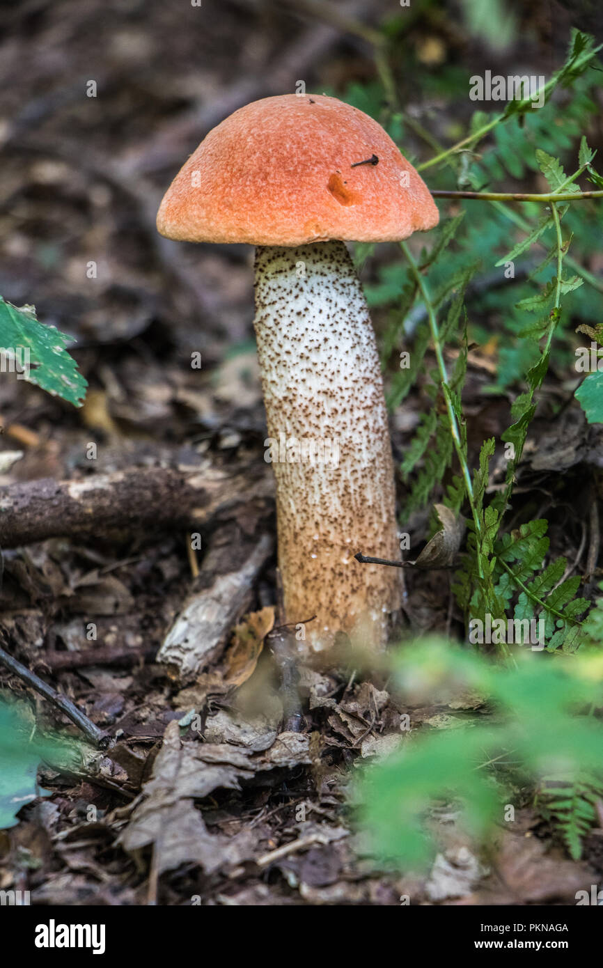 Cueillette de champignons comestibles Champignons Champignons dans les bois les champignons Mycologie Banque D'Images
