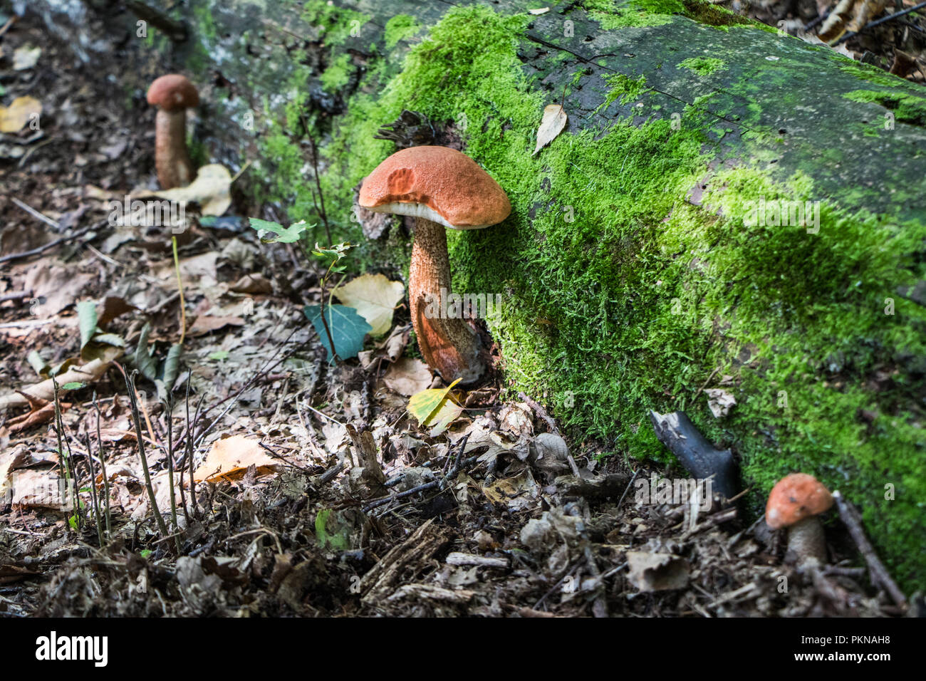 Cueillette de champignons comestibles Champignons Champignons dans les bois les champignons Mycologie Banque D'Images