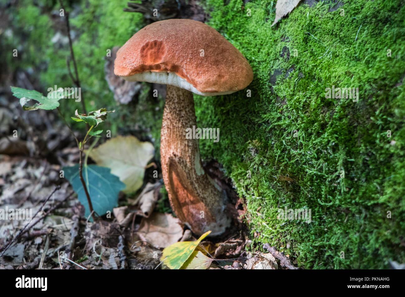 Cueillette de champignons comestibles Champignons Champignons dans les bois les champignons Mycologie Banque D'Images
