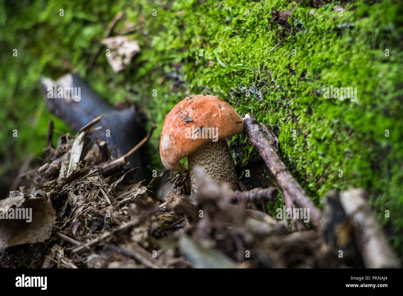 Cueillette de champignons comestibles Champignons Champignons dans les bois les champignons Mycologie Banque D'Images