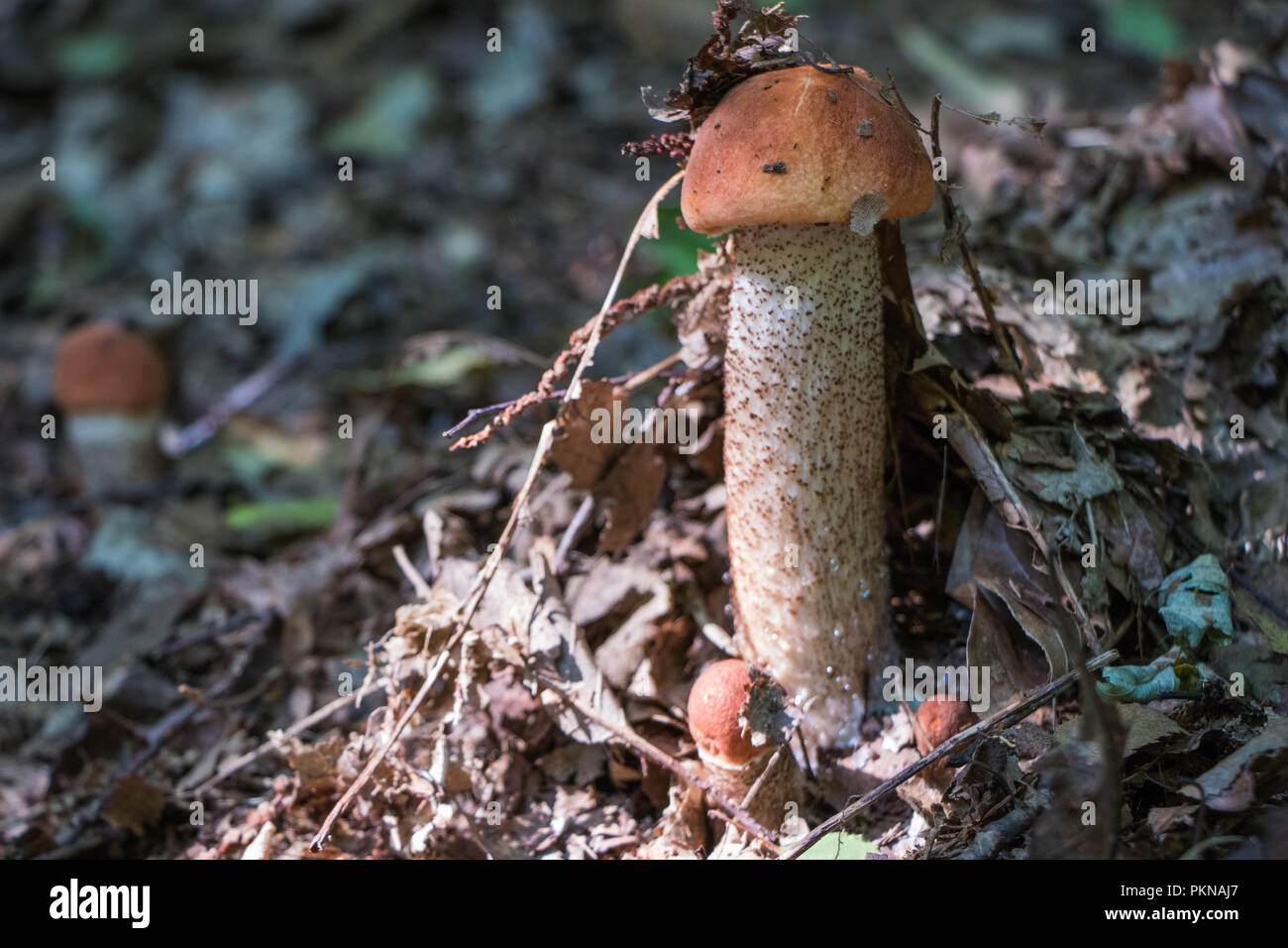 Cueillette de champignons comestibles Champignons Champignons dans les bois les champignons Mycologie Banque D'Images