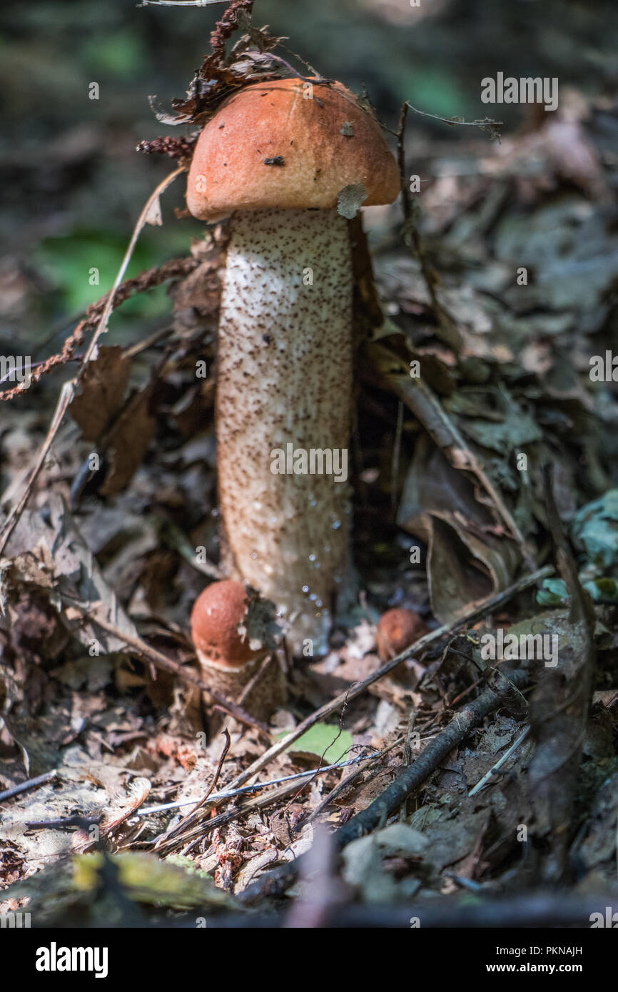 Cueillette de champignons comestibles Champignons Champignons dans les bois les champignons Mycologie Banque D'Images
