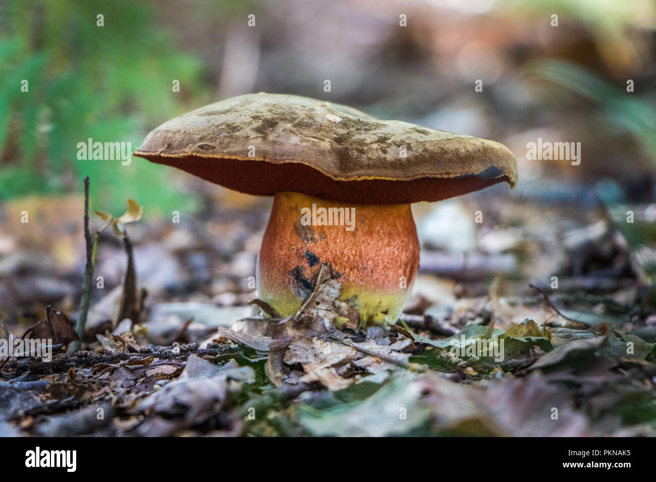 Cueillette de champignons comestibles Champignons Champignons dans les bois les champignons Mycologie Banque D'Images