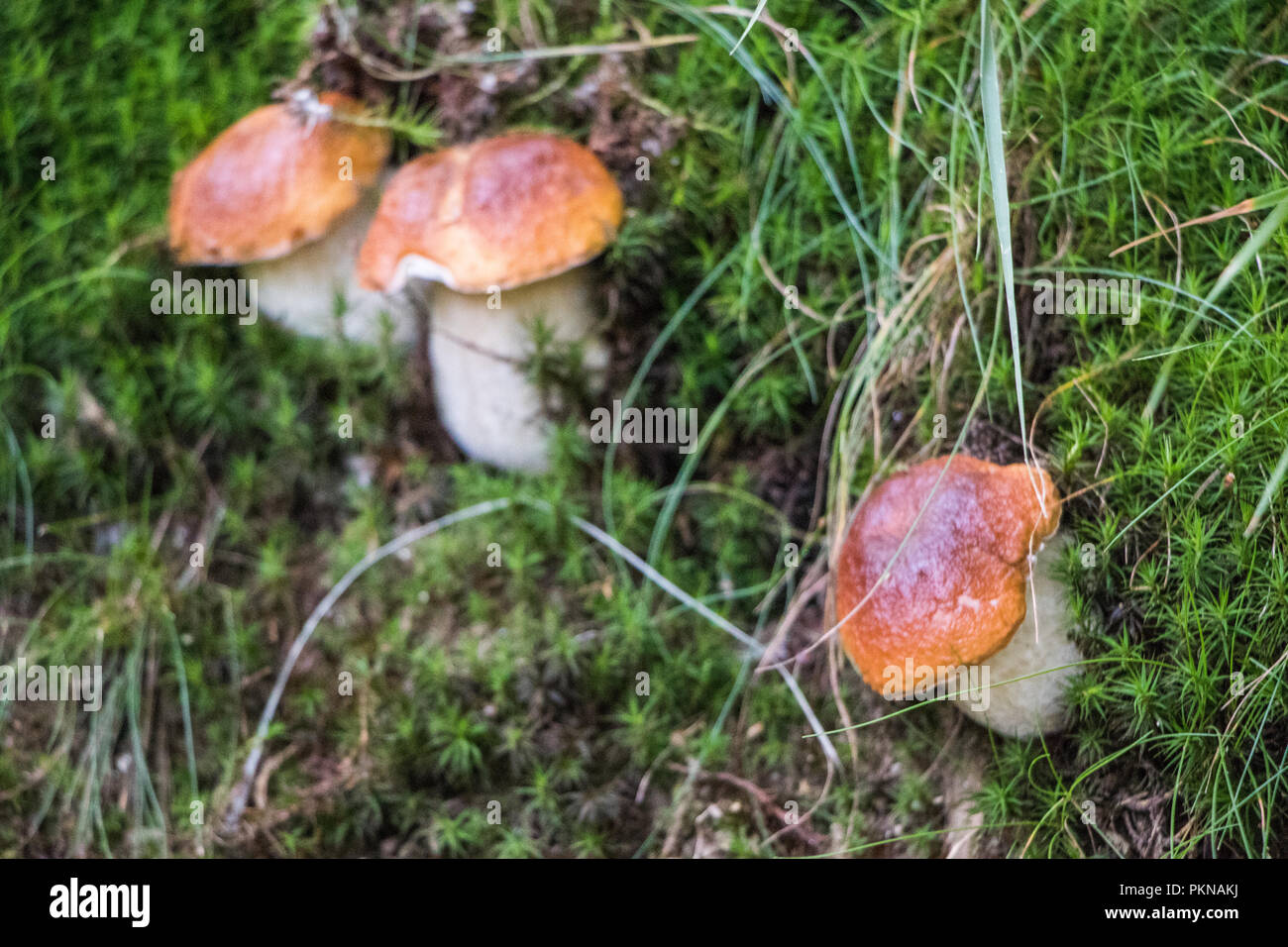 Funghi Porcini champignons dans les bois les champignons Mycologie Banque D'Images