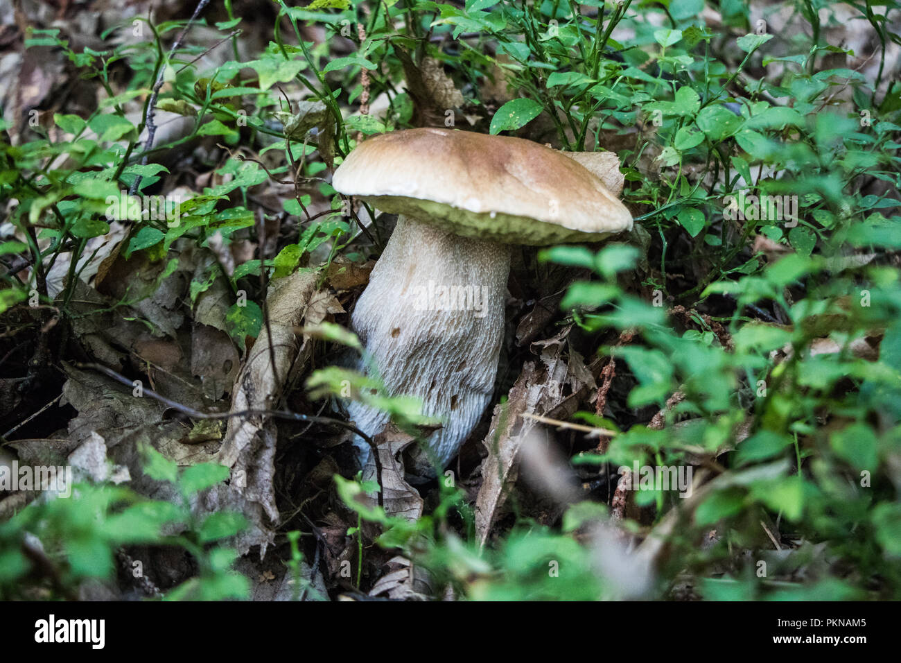 Funghi Porcini champignons dans les bois les champignons Mycologie Banque D'Images