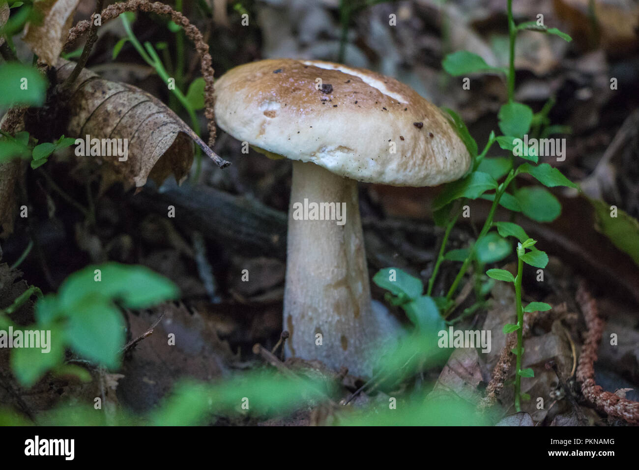 Funghi Porcini champignons dans les bois les champignons Mycologie Banque D'Images