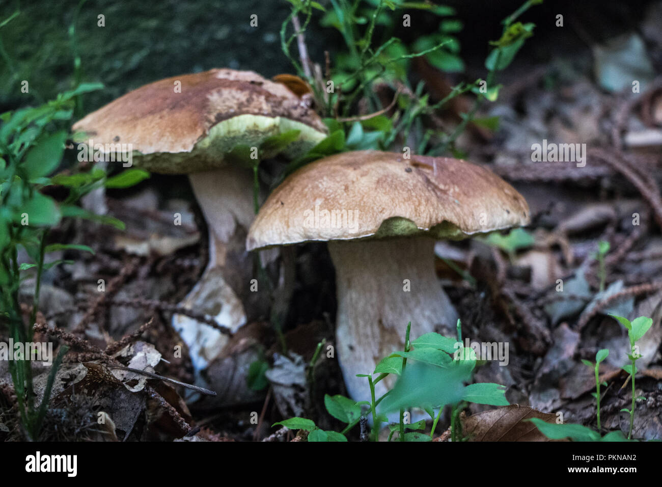 Funghi Porcini champignons dans les bois les champignons Mycologie Banque D'Images