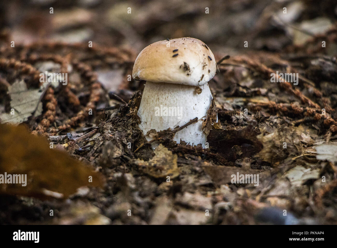 Funghi Porcini champignons dans les bois les champignons Mycologie Banque D'Images