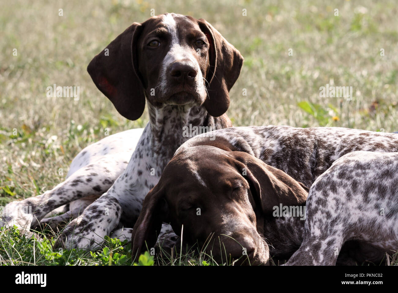 Braque Allemand, allemand repéré deux kurtshaar little brown puppy, le chien se coucher sur l'herbe à l'automne au soleil, un animal dort, Banque D'Images