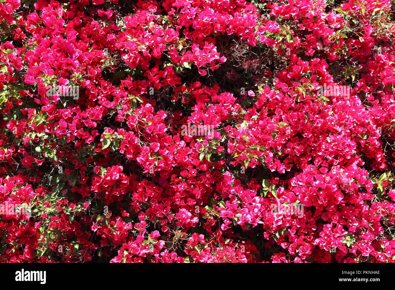 Bougainvillea plant à Malibu, en Californie. Fleurs violettes. Banque D'Images