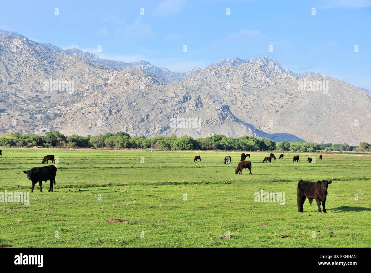 Californie, États-Unis - cattle ranch avec Scodie montagnes en arrière-plan (partie de la Sierra Nevada). Comté de Kern. Banque D'Images