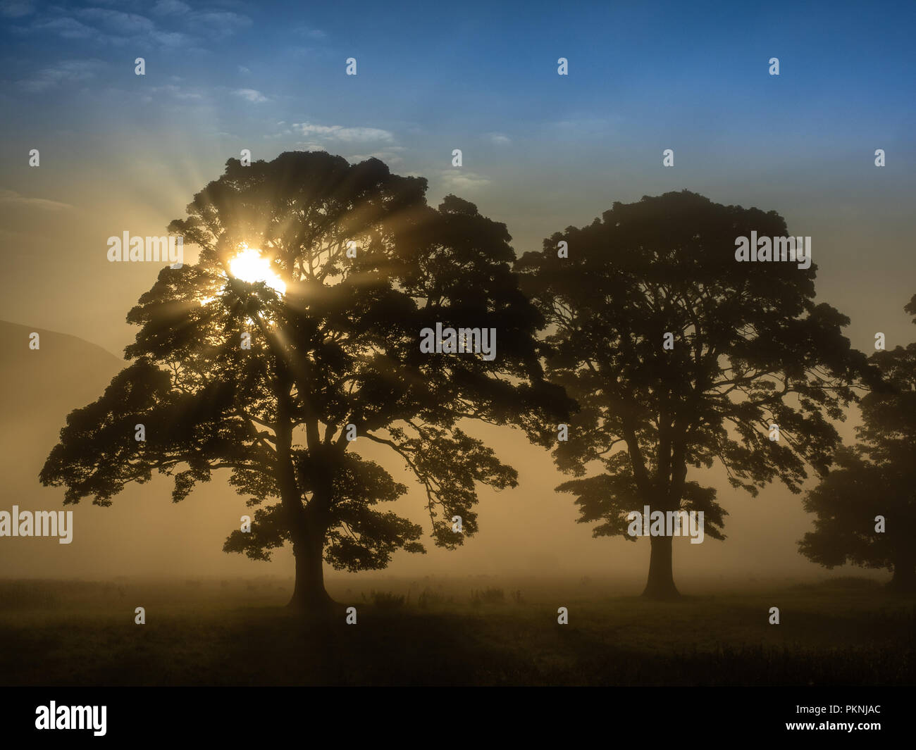Les rayons du soleil brillant à travers quelques arbres dans un pré sur un matin brumeux d'automne en Ecosse Banque D'Images