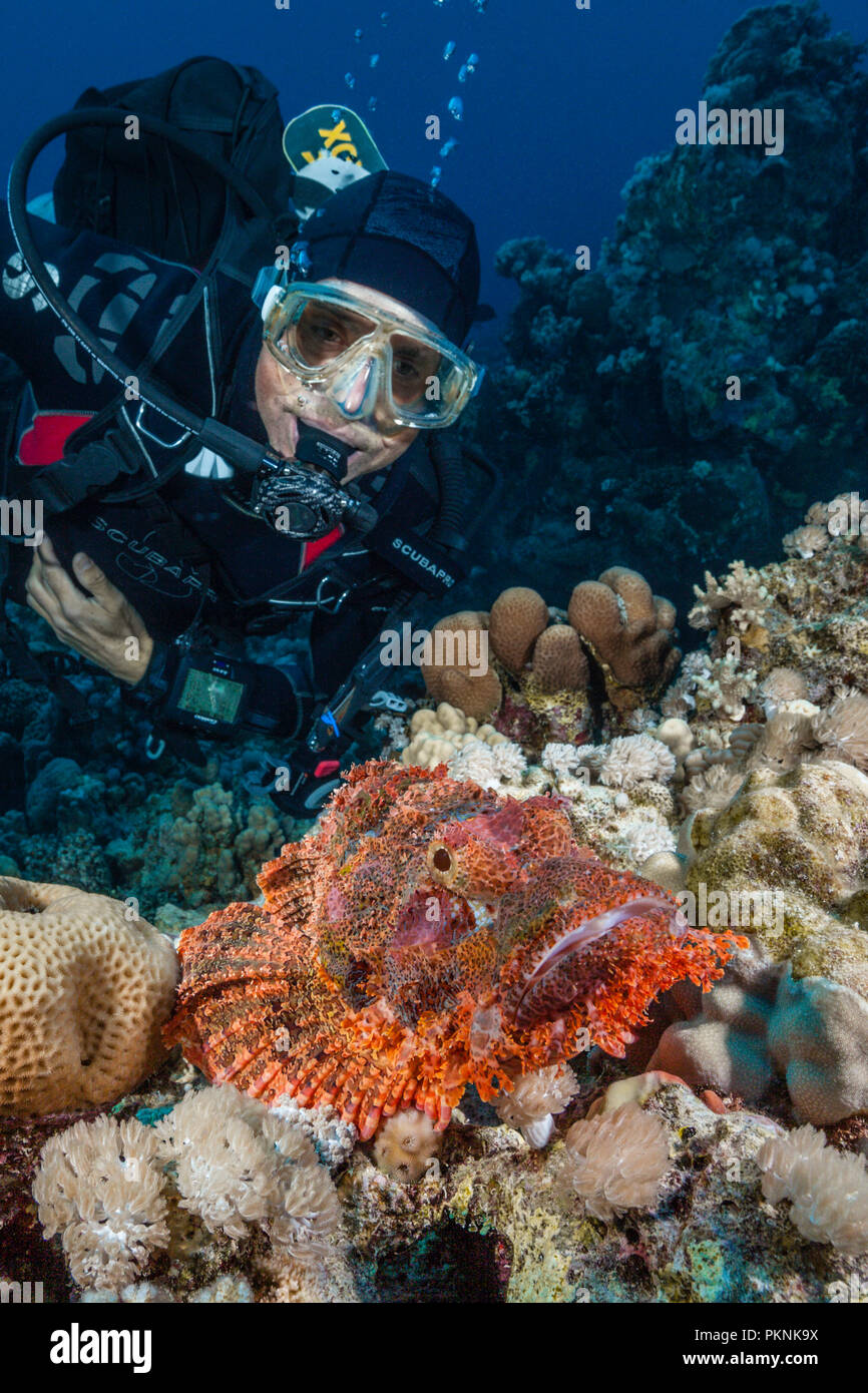 Scuba Diver et Tassled Scorpionfish, Scorpaenopsis oxycephala, l'île de Giftun, Red Sea, Egypt Banque D'Images