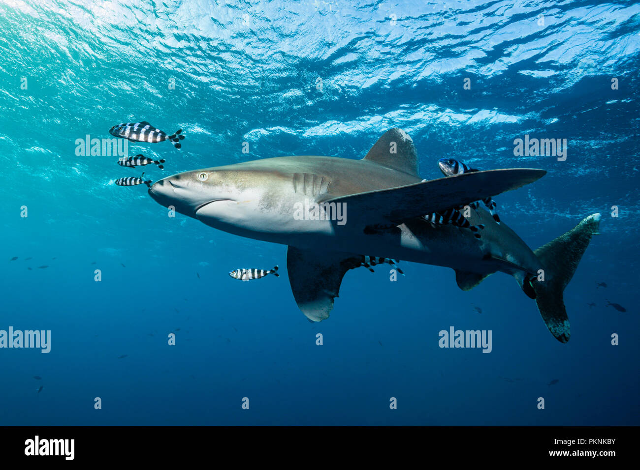 Requin océanique, Carcharhinus longimanus,, Red Sea, Egypt Banque D'Images