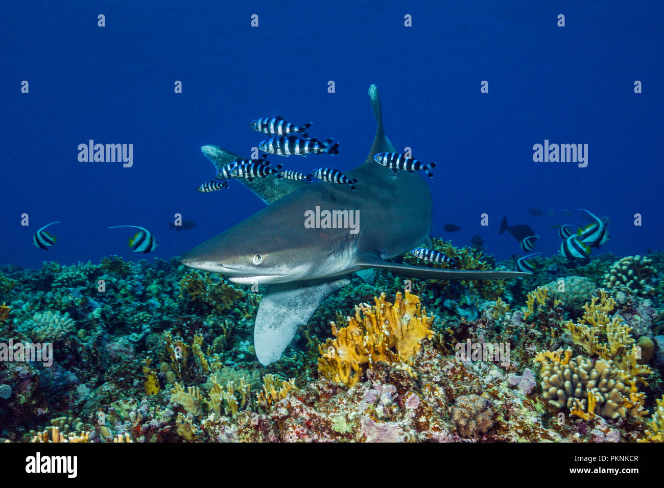 Requin océanique, Carcharhinus longimanus,, Red Sea, Egypt Banque D'Images