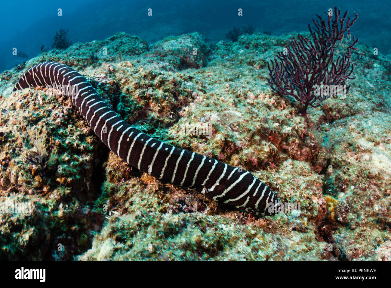 Gymnomuraena Zebra Moray, zèbre, La Paz, Baja California Sur, Mexique Banque D'Images