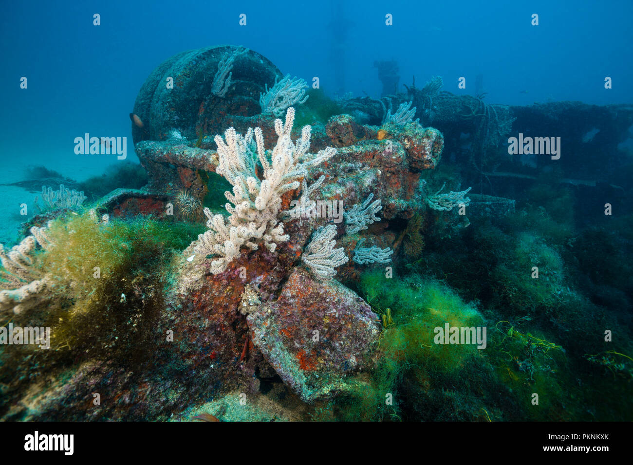 Épave de Salvatierra épave, La Paz, Baja California Sur, Mexique Banque D'Images