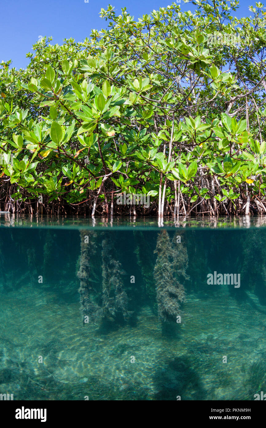 Les racines aériennes des palétuviers rouges, Rhizophora, Cancun, Yucatan, Mexique Banque D'Images