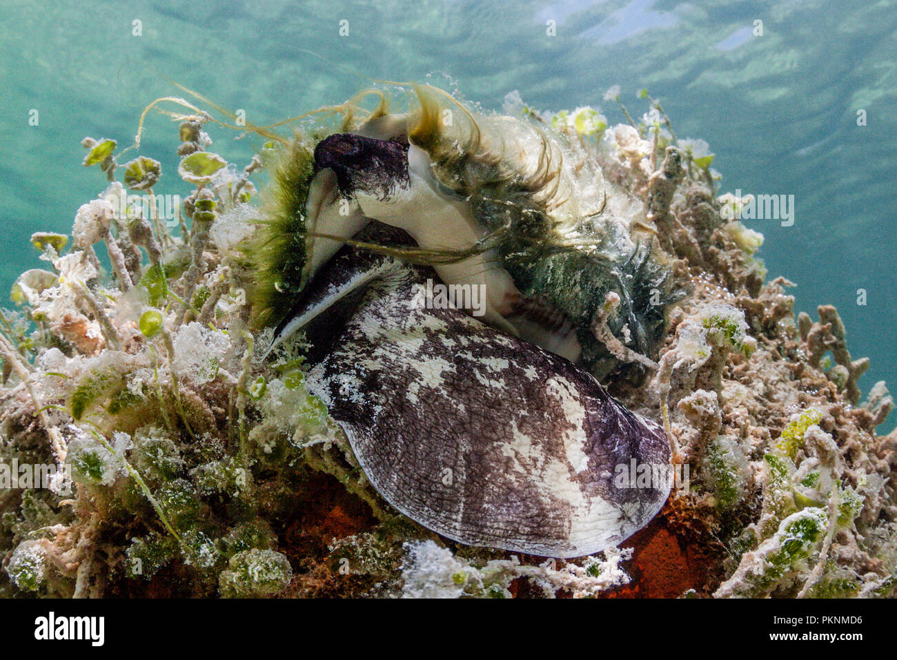 Shell Triton, Ranellidae, Cancun, Yucatan, Mexique Banque D'Images