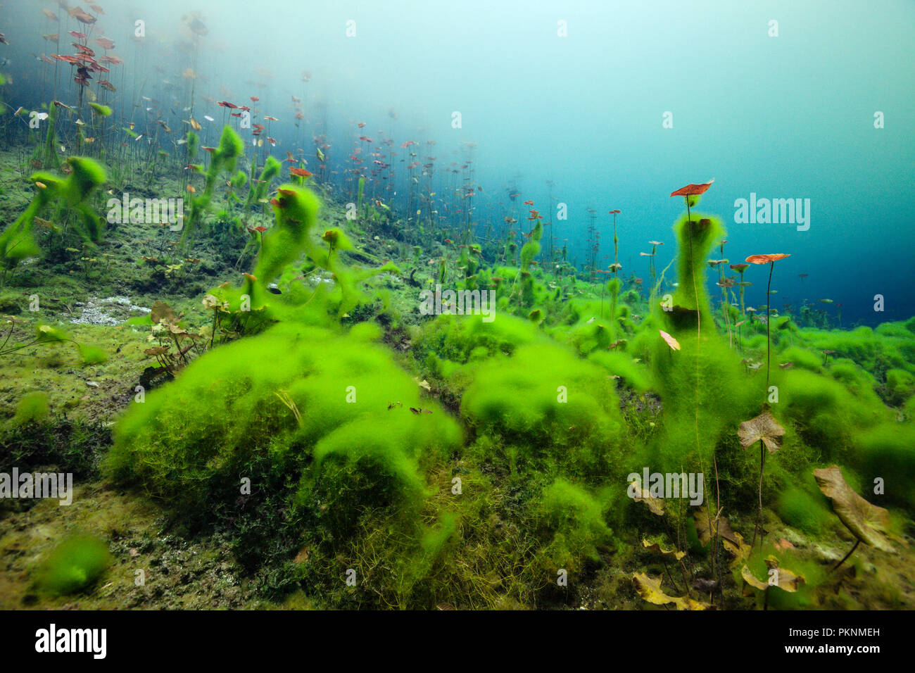 Water Lilies dans Car Wash Cenote Aktun Ha, Tulum, Yucatan, Mexique Banque D'Images