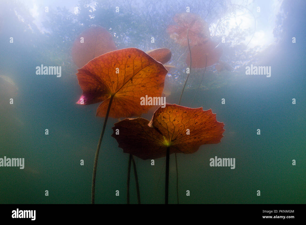 Water Lilies dans Car Wash Cenote Aktun Ha, Tulum, Yucatan, Mexique Banque D'Images