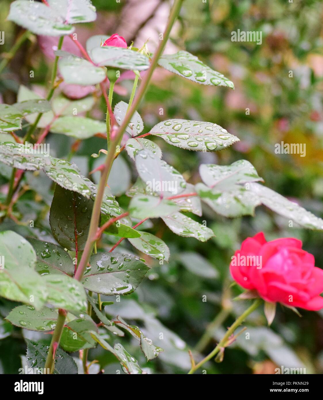 Les gouttes de pluie sur les roses....et Green, Green Grass Banque D'Images