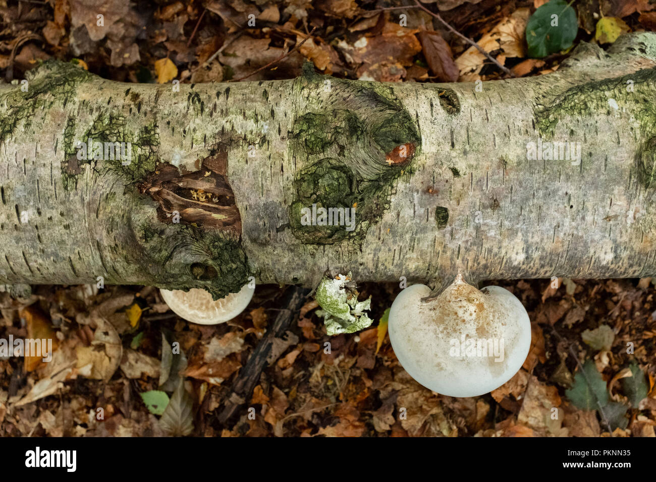 Champignon poussant sur un arbre bouleau tombé au pays de Galles. Banque D'Images