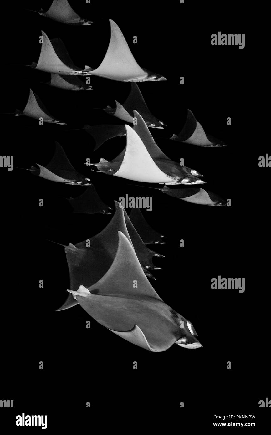 Munks Devil Ray se nourrissant de plancton la nuit, Mobula munkiana, La Paz, Baja California Sur, Mexique Banque D'Images