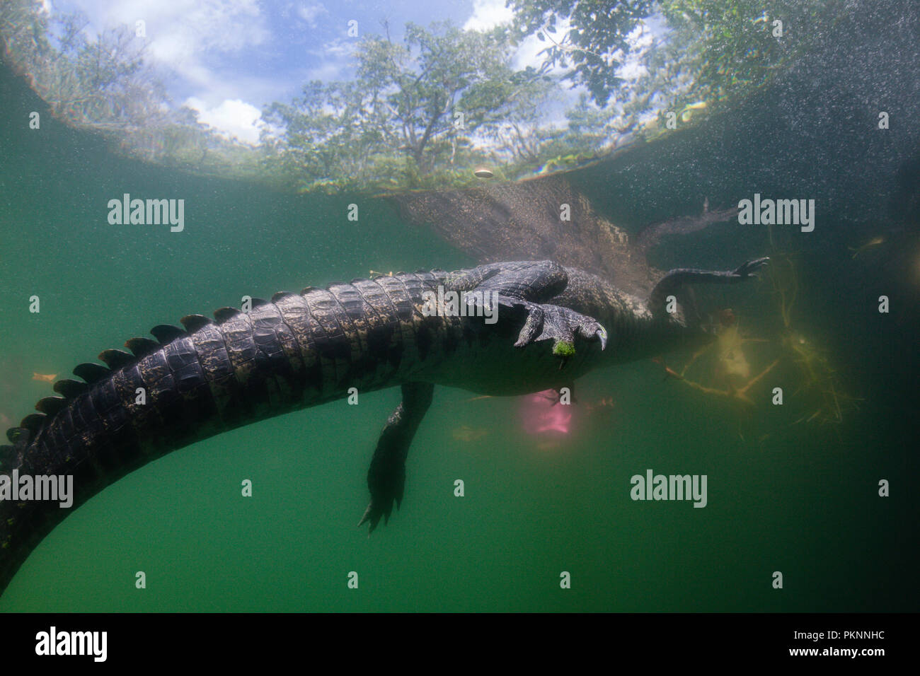 Morelet's Crocodile, Crocodylus moreletii, Tulum, Yucatan, Mexique Banque D'Images