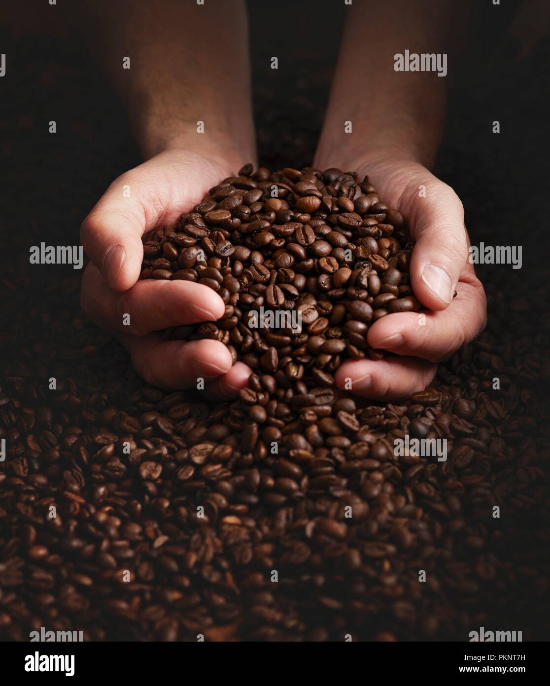 Personne ayant les mains pleines de grains de café. Banque D'Images
