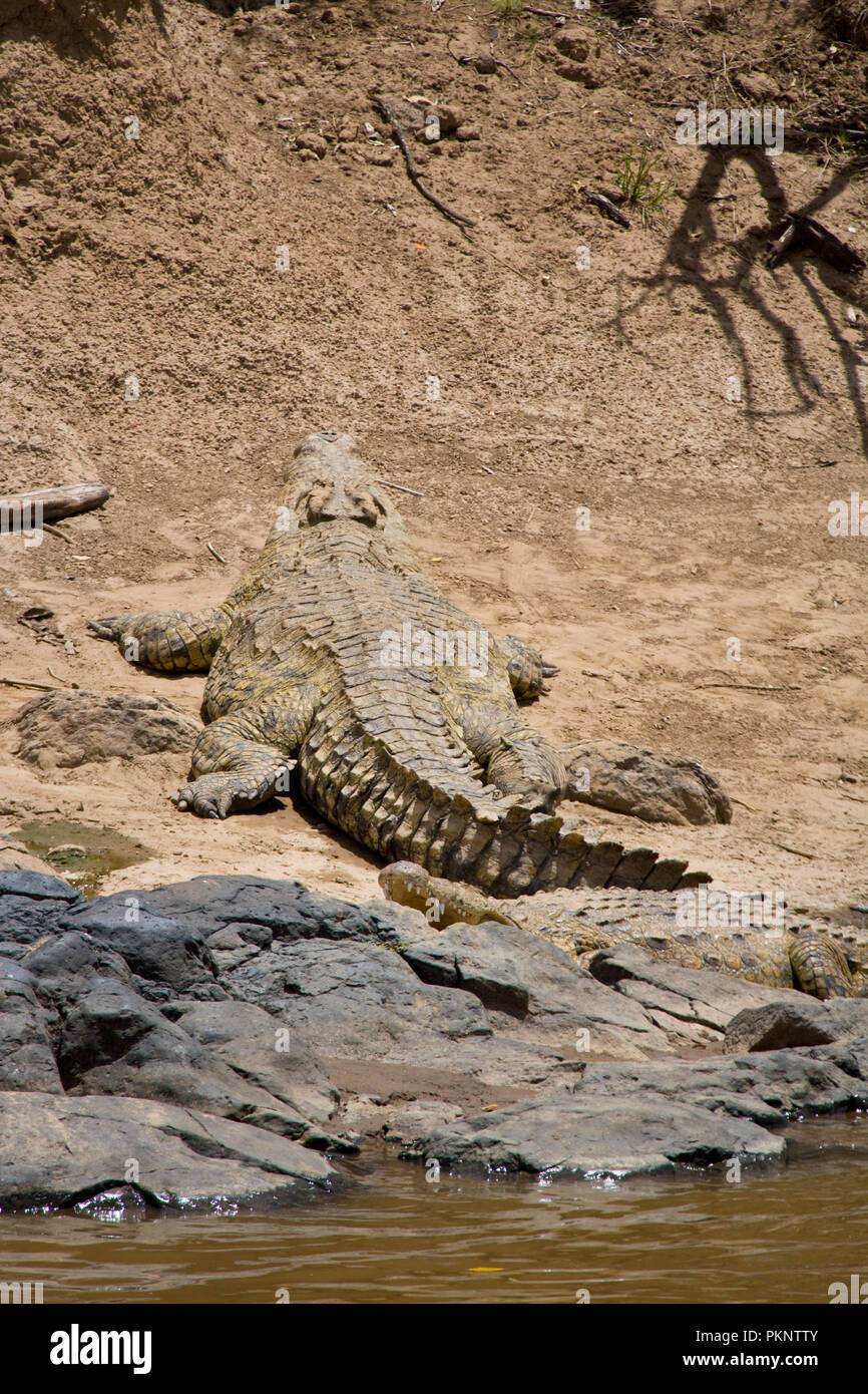 Le crocodile du Nil (Crocodylus niloticus) sur le Masai Mara, Kenya, Afrique Banque D'Images