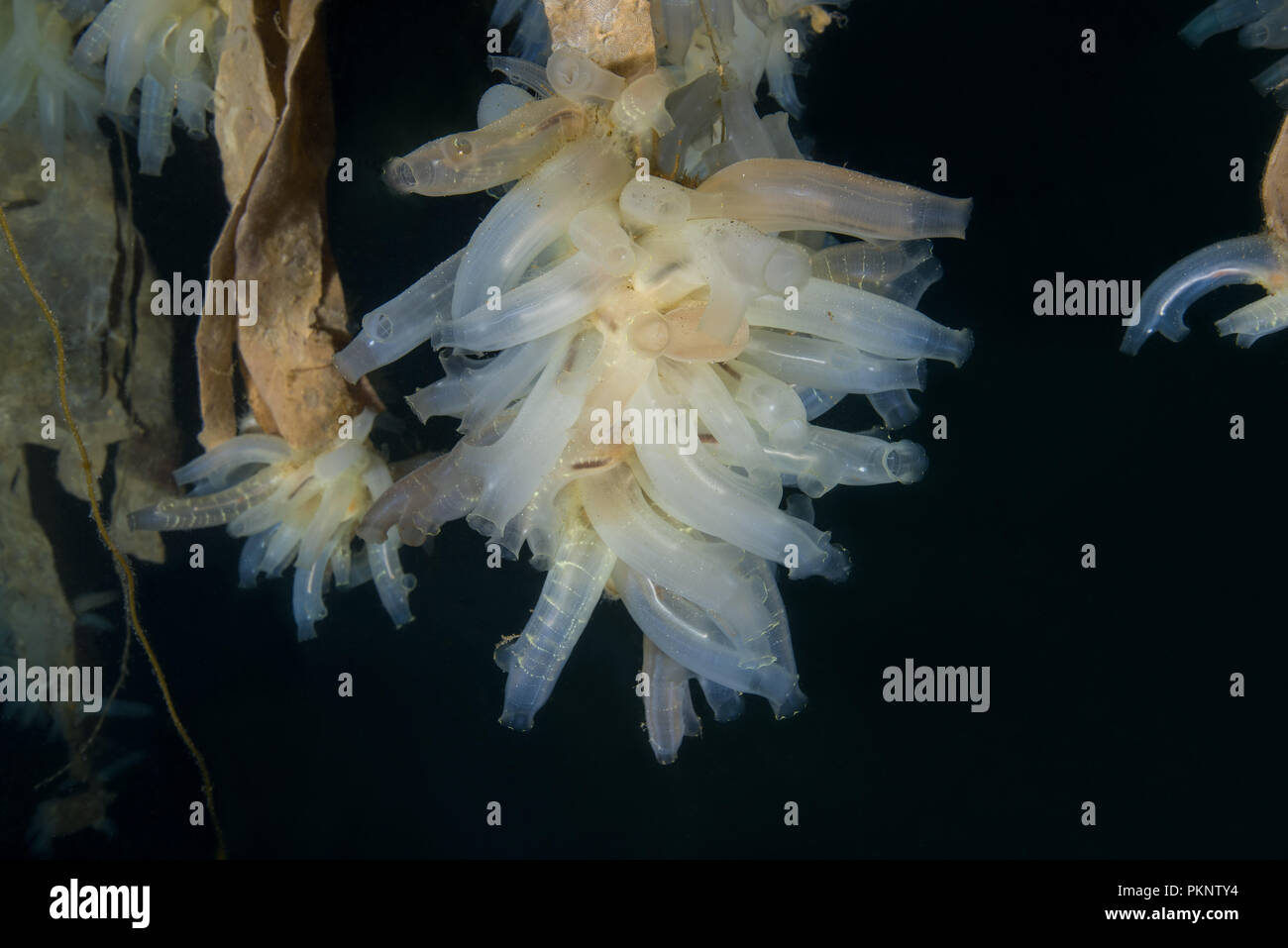 Jardins suspendus de Aegir (AEgir) - colonie de mer transparente ou jaune Sea Squirt (Ciona intestinalis, Ascidia intestinalis) Banque D'Images