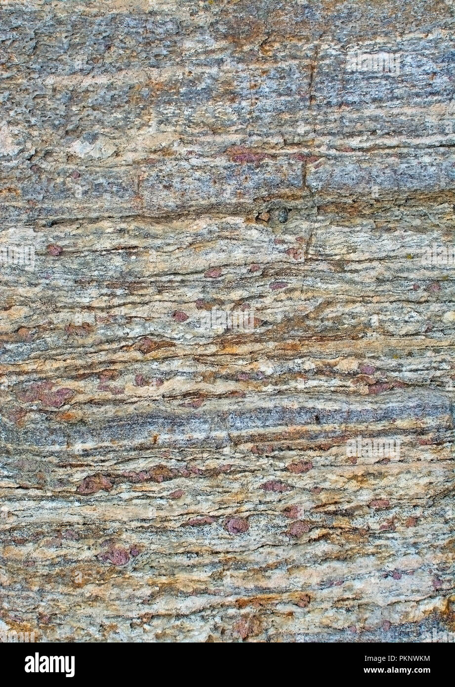 Surface de roche métamorphique montrant granates et les bandes de biotite et de quartz dans Haninge, Stockholm, Suède. Banque D'Images