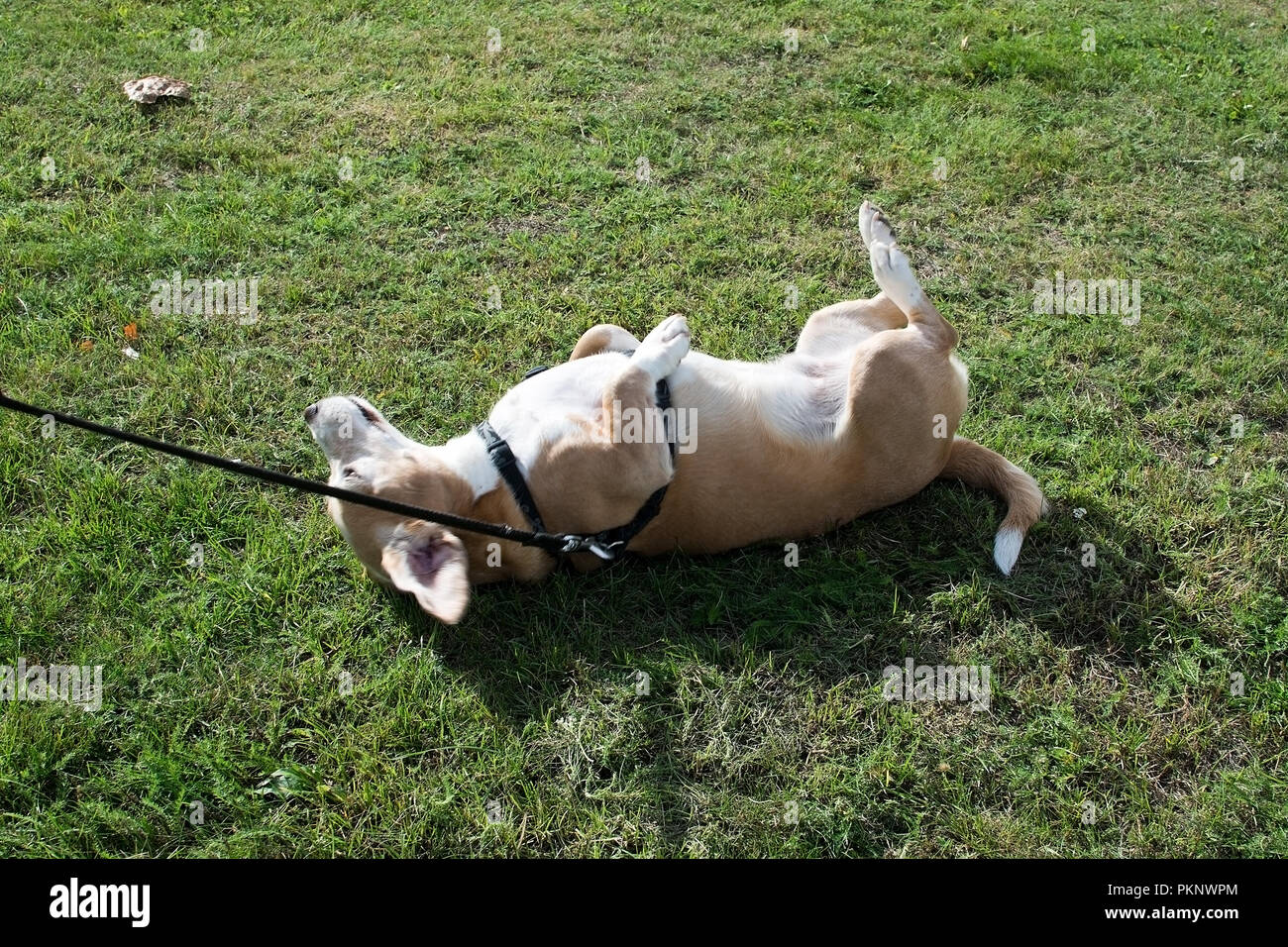 Rouleaux de chien dans l'herbe sur un chien marcher sur une journée ensoleillée à Stockholm, en Suède. Banque D'Images
